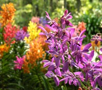 Orchid Field